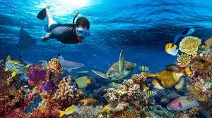 Snorkling